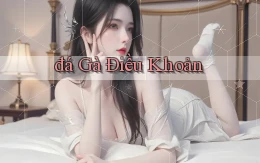 đá gà Điều khoản