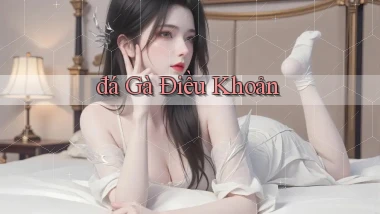 đá gà Điều khoản